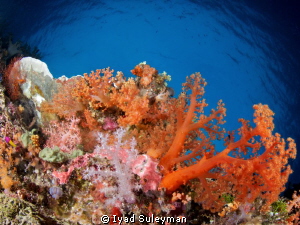 Bright soft corals
Canon 60D, Tokina 10-17mm, ISO 100, F... by Iyad Suleyman 